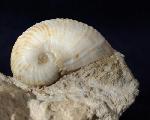 Otostoma retzii (NILSSON 1827) - Bild © FossNet FossilienStore